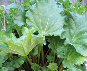 rhubarb 2